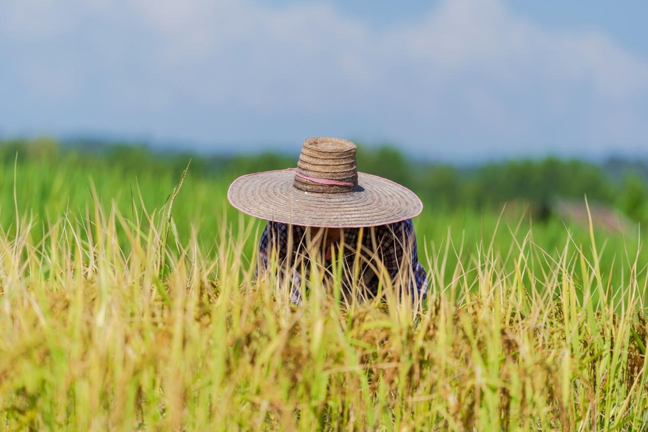 Confira a grade curricular do curso de Agronomia da Ulbra!