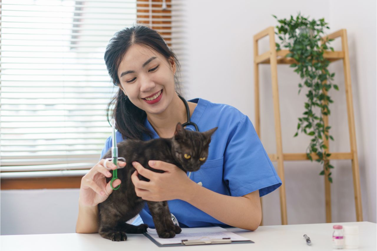 Dicas de como ter sucesso após se formar em Medicina Veterinária