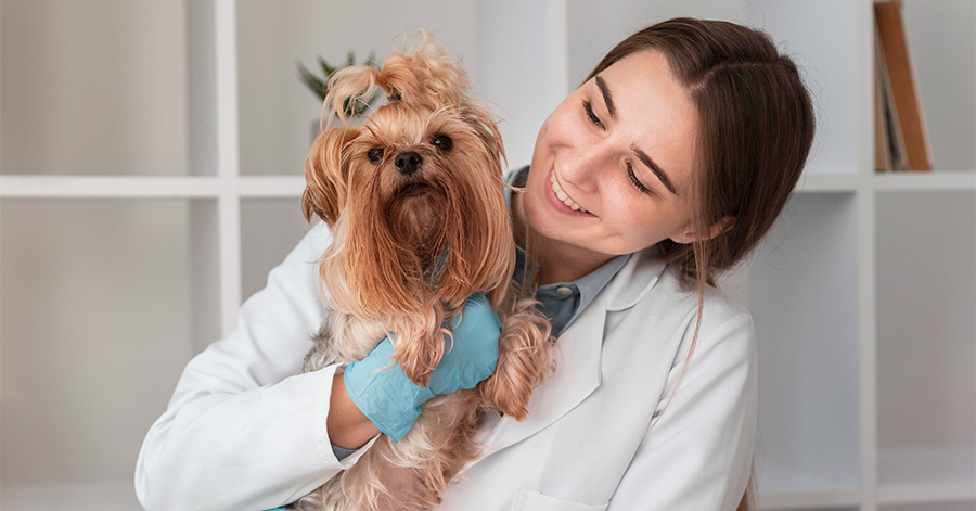 Técnicas que todo médico veterinário deve dominar